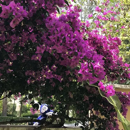 Ξενοδοχείο με διαμερίσματα Nar Σιντέ