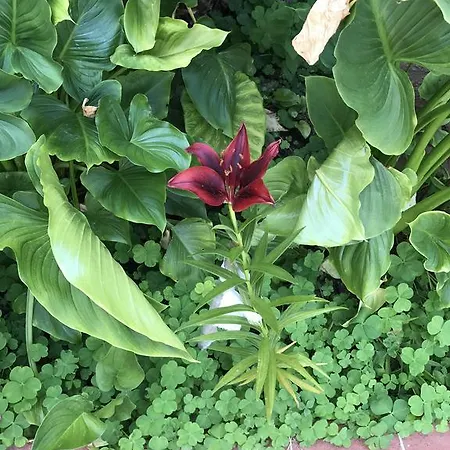 Hotel apartamentowy Nar Side